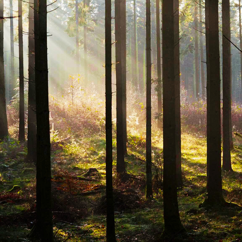 A MYSTERIOUS DANISH FOREST
