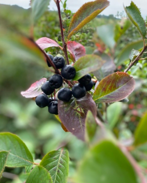 Aronia Kraft POMME - Aronia Drink Apple 30 cl-Swedishness