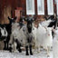 Löt Gårdsmejeriet Bjälbo - Goat Cheese - 400g-Swedishness